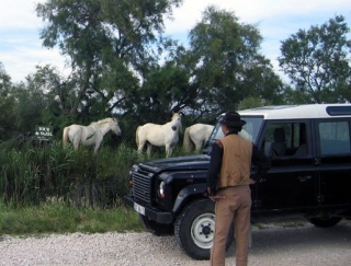  Descubrimiento de la Camarga en 4x4 